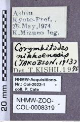 Etiketten zu Corymbitodes nikkoensis (Jakobson, 1913) (NHMW-ZOO-COL-0008319)